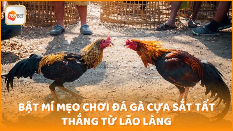 Bat Mi Meo Choi Da Ga Cua Sat Tat Thang Tu Lao Lang (1)