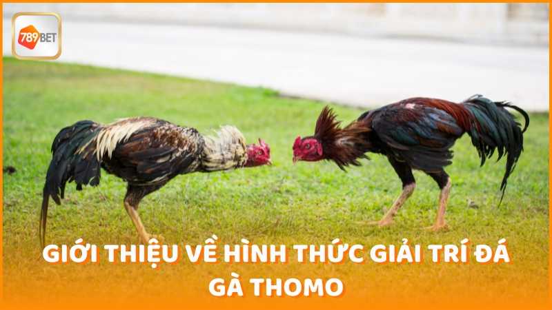 Gioi Thieu Ve Hinh Thuc Giai Tri Da Ga Thomo (1)