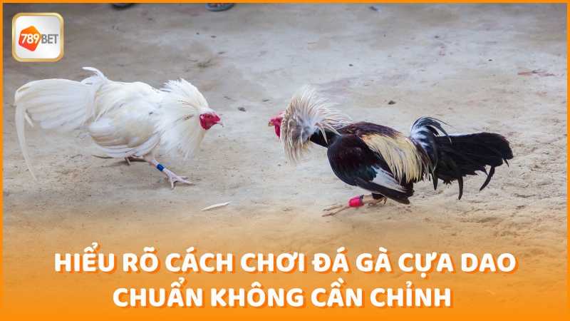 Hieu Ro Cach Choi Da Ga Cua Dao Chuan Khong Can Chinh (1)