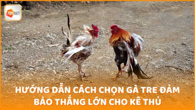 Huong Dan Cach Chon Ga Tre Dam Bao Thang Lon Cho Ke Thu (1)