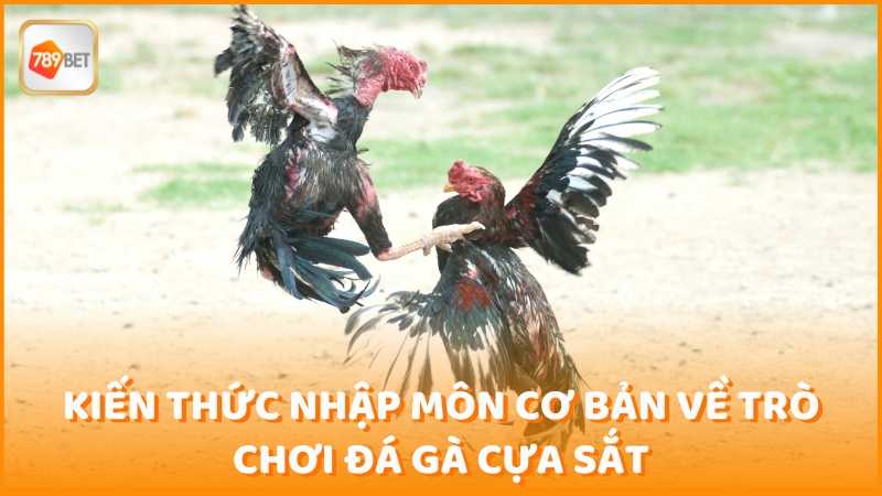 Kien Thuc Nhap Mon Co Ban Ve Tro Choi Da Ga Cua Sat (1)