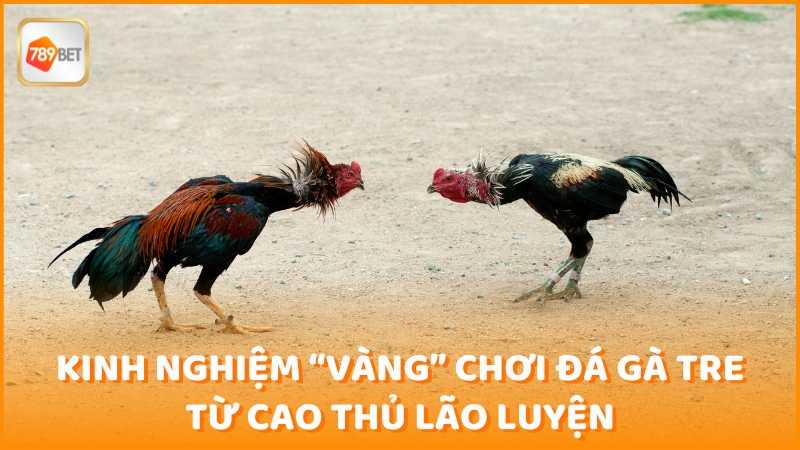 Kinh Nghiem Choi Da Ga Tre Tu Cao Thu Lao Luyen (1)