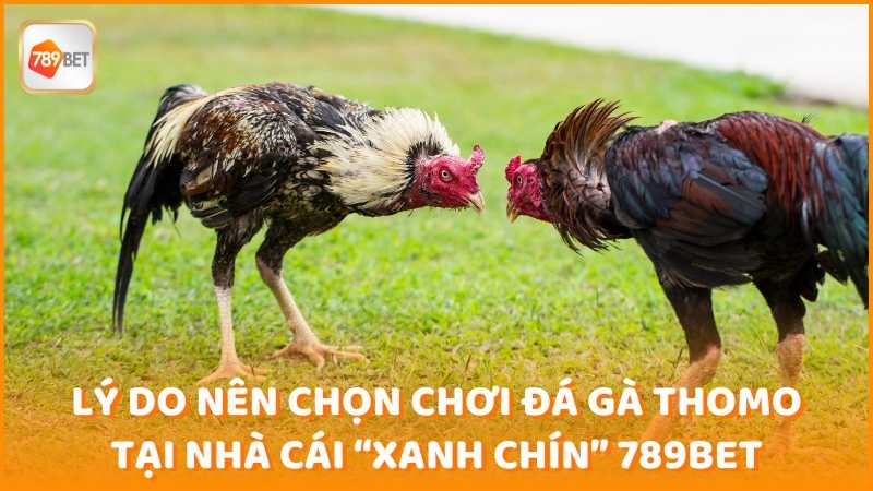 Ly Do Nen Chon Choi Da Ga Thomo Tai 789bet (1)