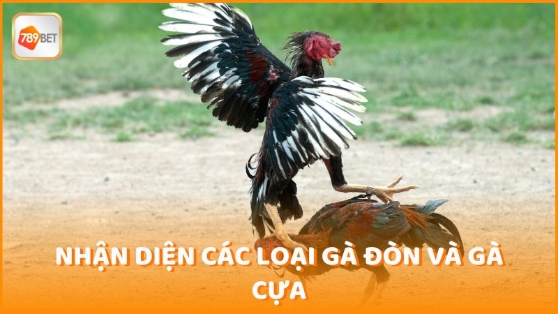 Nhan Dien Cac Loai Ga Don Va Ga Cua