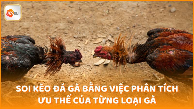 Soi Keo Da Ga Bang Viec Phan Tich Uu The Cua Tung Loai Ga