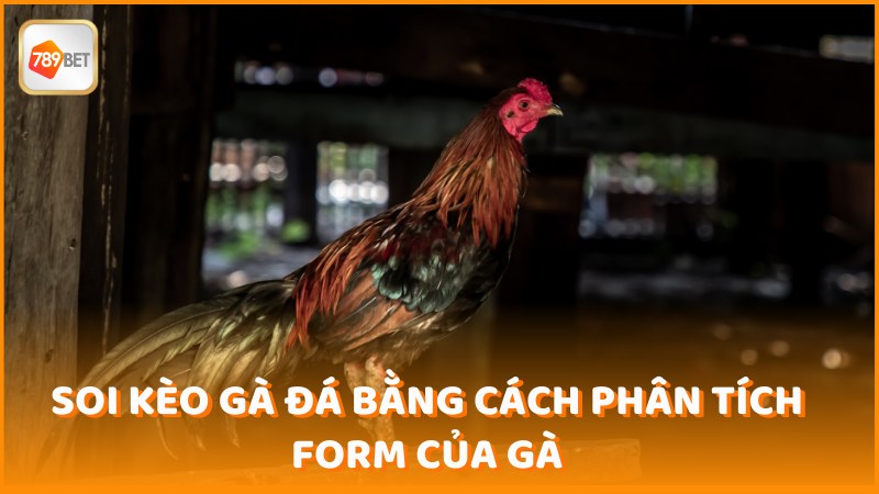 Soi Keo Ga Da Bang Cach Phan Tich Form Cua Ga