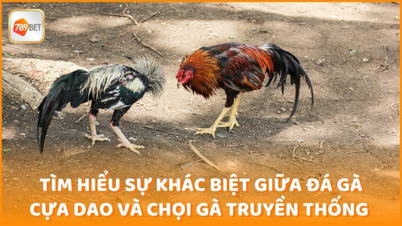 Tim Hieu Su Khac Biet Giua Da Ga Cua Dao Va Choi Ga Truyen Thong (1)